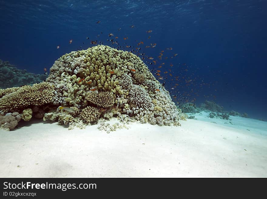 Ocean,coral and fish taken in the Red Sea. Ocean,coral and fish taken in the Red Sea.