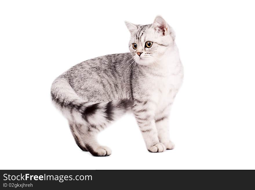 Portrait of a scottish straight Cat on a white background. Studio shot. Portrait of a scottish straight Cat on a white background. Studio shot.