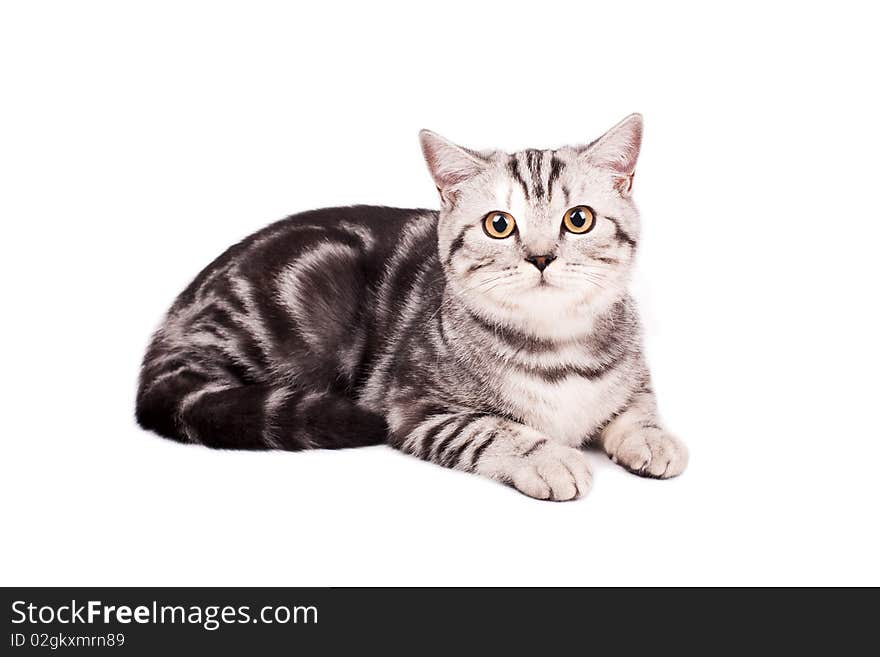 British Shorthaired Cat