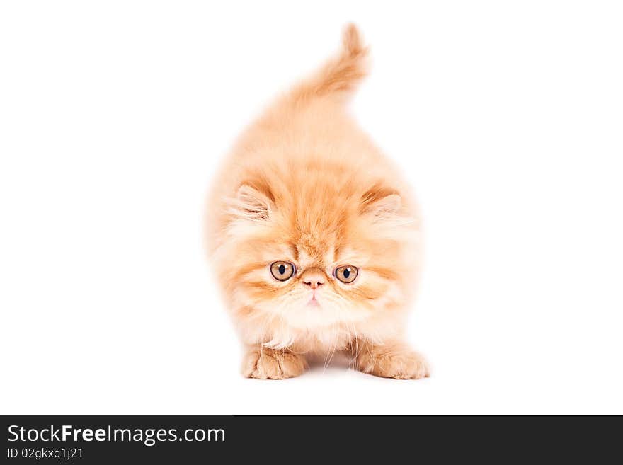 Portrait of  playing persian cat on a brown background. Studio shot. Portrait of  playing persian cat on a brown background. Studio shot.