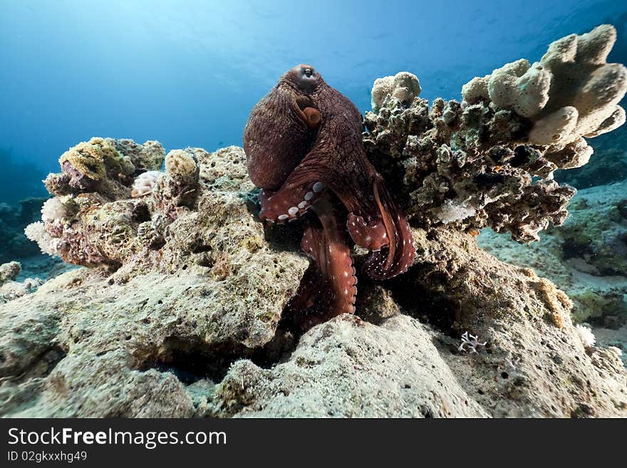 Octopus and ocean taken in the Red Sea.