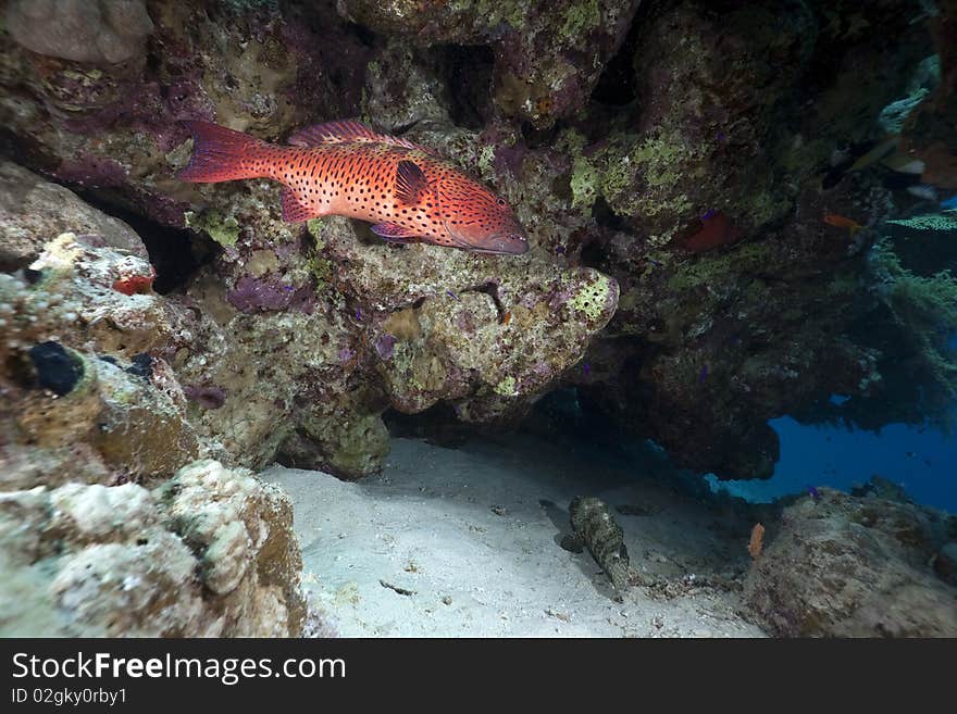 Coralgrouper and ocean taken in the Red Sea.