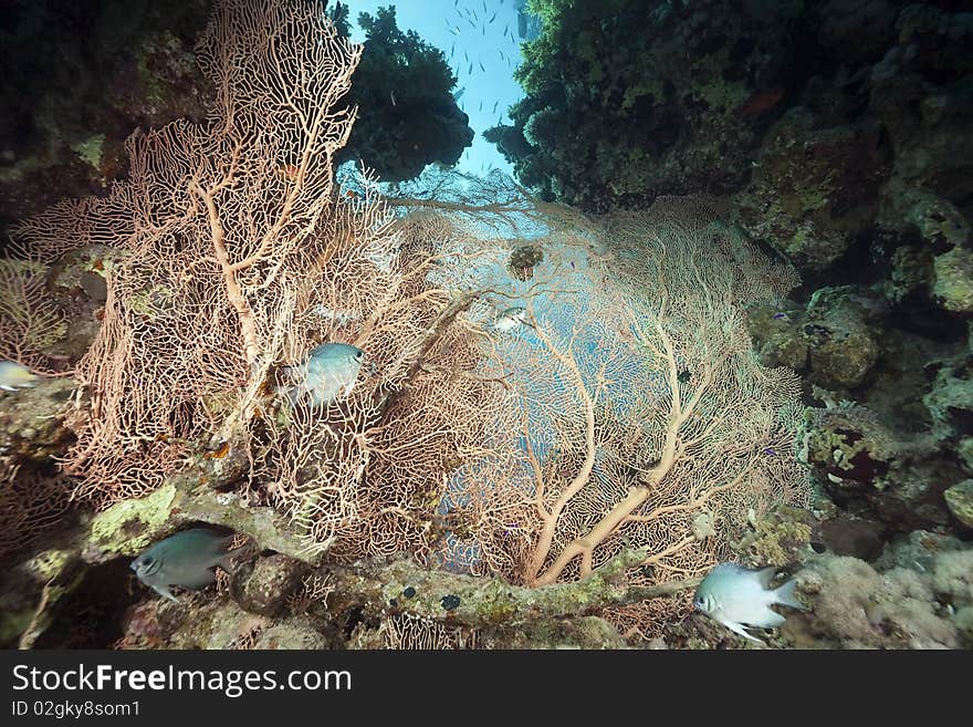 Seafan and ocean taken in the Red Sea.