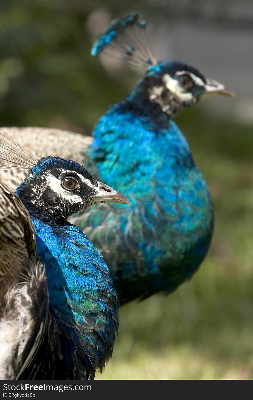 Two peacocks heads (peafowl genus pavo linnaeus). Focus in the peacock of the front