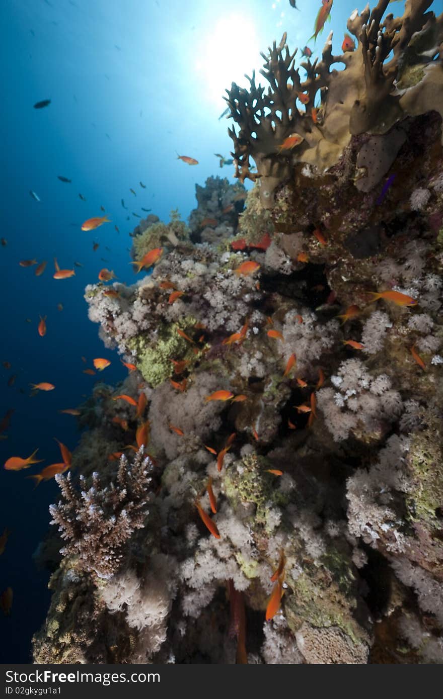 Ocean,coral and fish taken in the Red Sea. Ocean,coral and fish taken in the Red Sea.