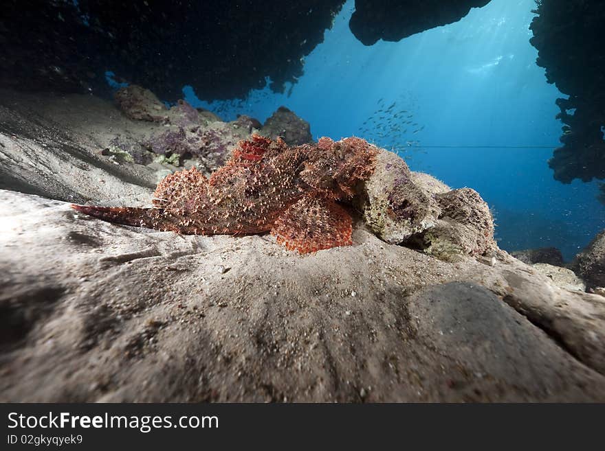 Scorpionfish and ocean taken in the Red Sea.