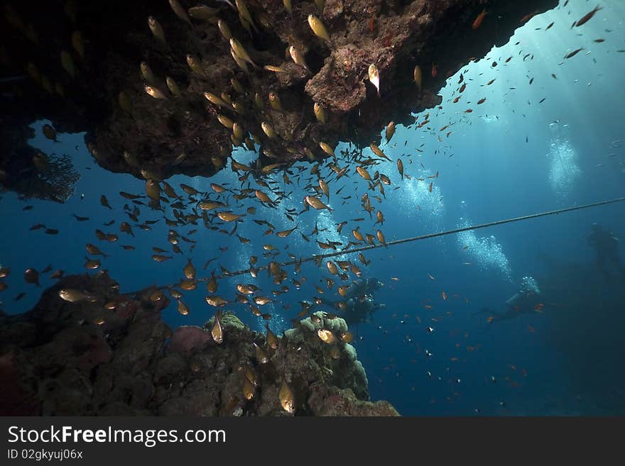 Ocean, coral and fish