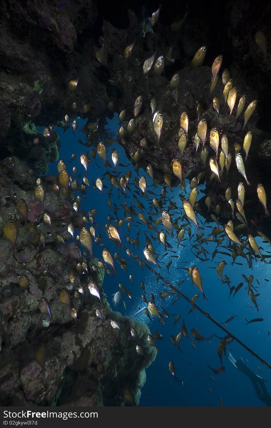 Ocean,coral and fish taken in the Red Sea. Ocean,coral and fish taken in the Red Sea.