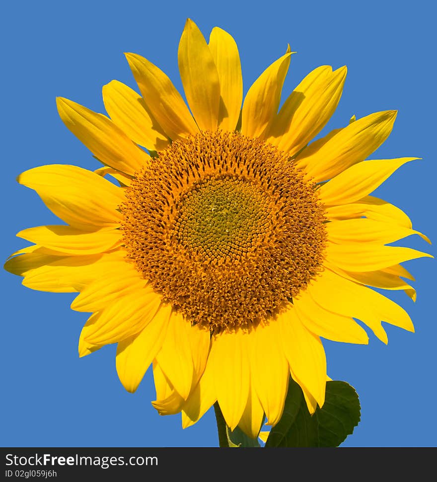 Ripe sunflower