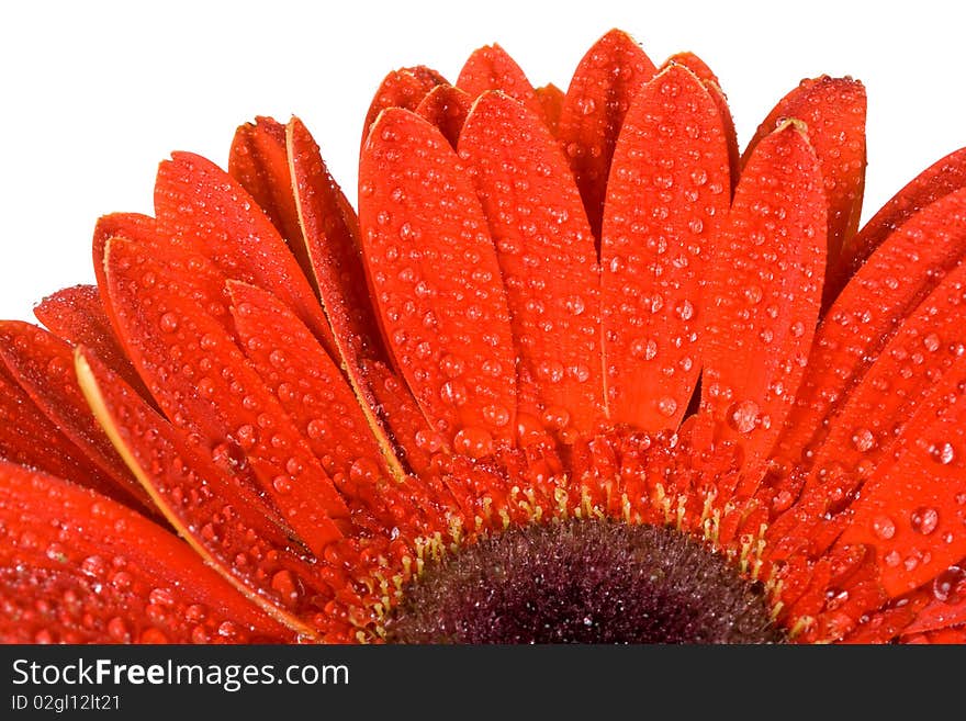 Close-up part of red gerbera flower with water drops, isolated on white