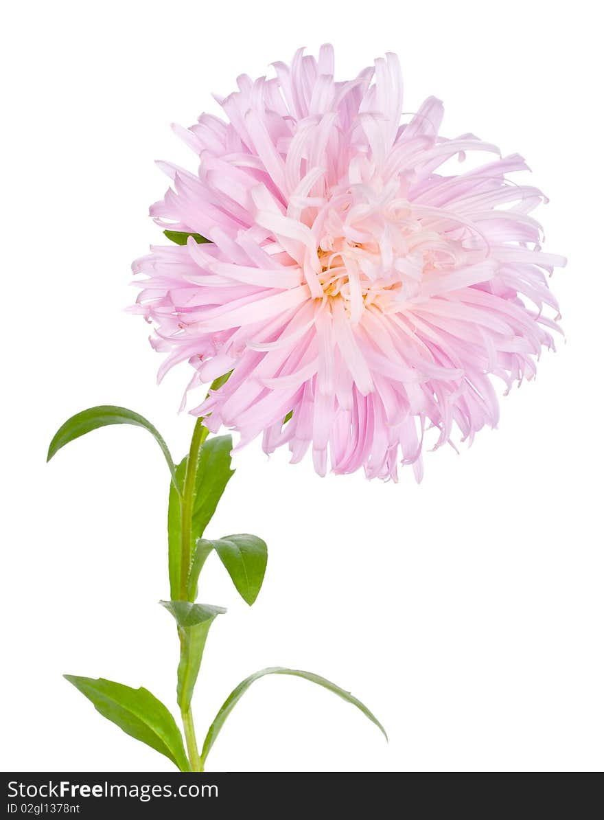 Close-up pink aster, isolated on white