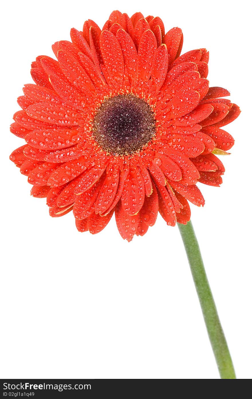 Close-up red gerbera flower with water drops, isolated on white