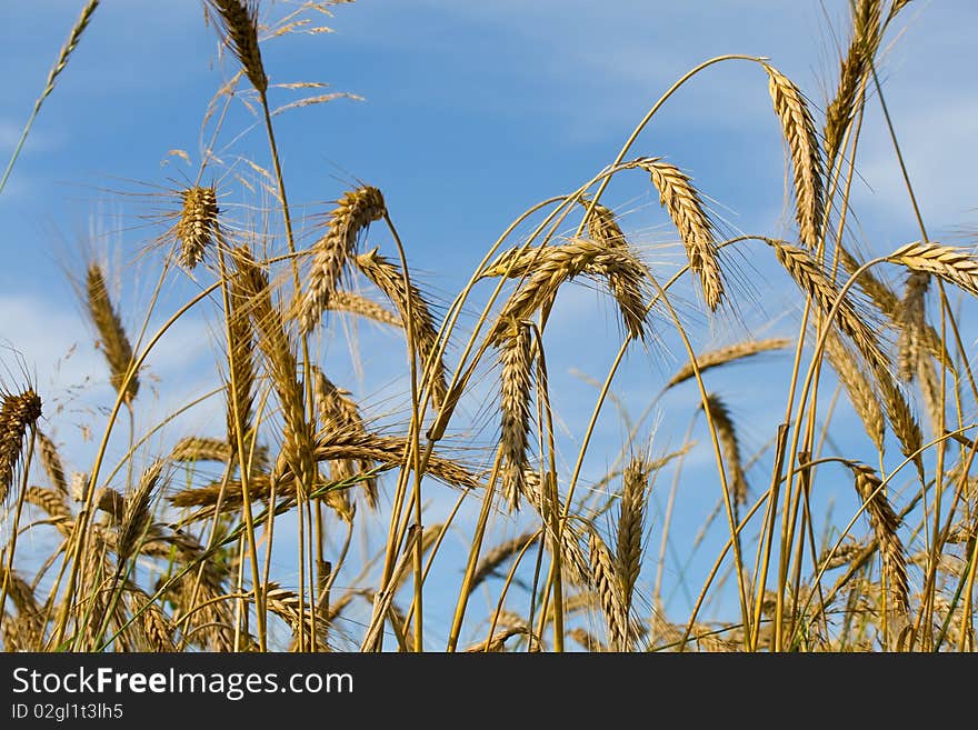 Ripe rye ears against a blue sky