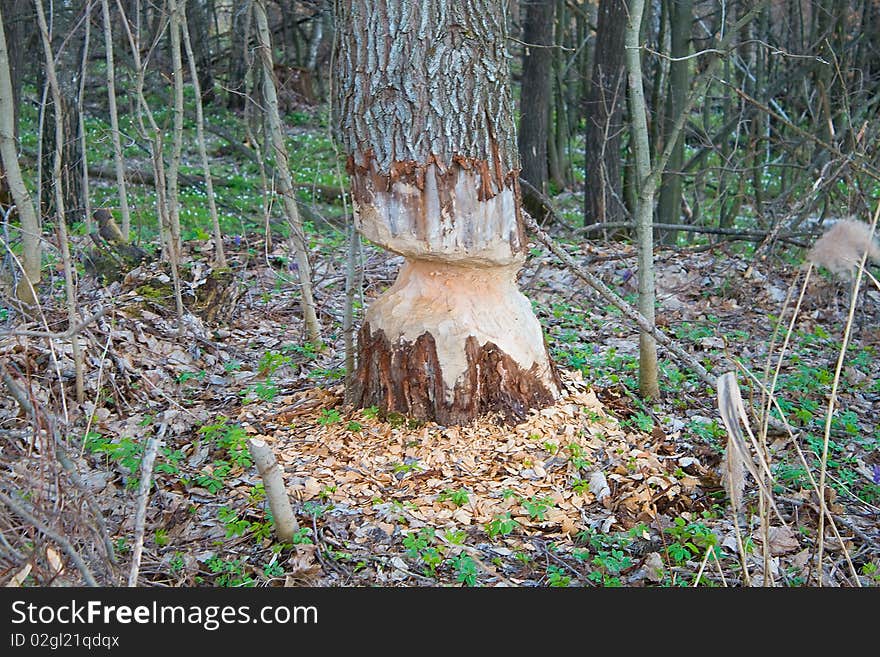 Tree gnawed by beavers