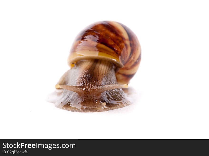 Close up shot of live snail isolated on white background. Close up shot of live snail isolated on white background