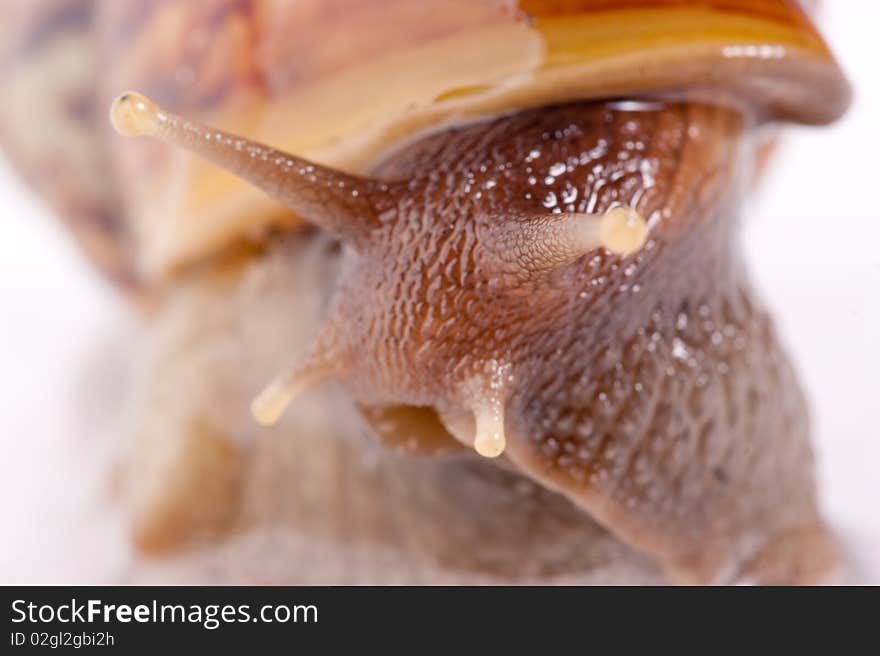 Close up shot of live snail isolated on white background. Close up shot of live snail isolated on white background