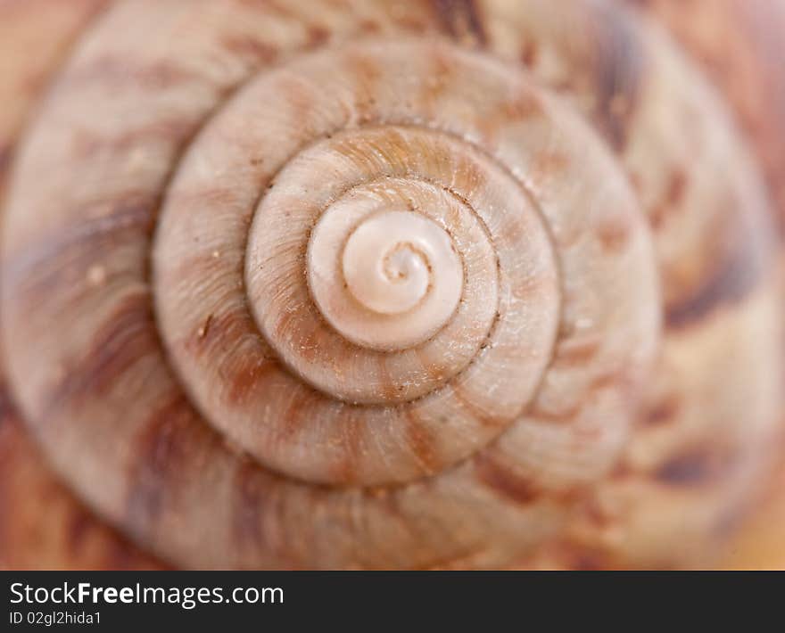 Snail macro