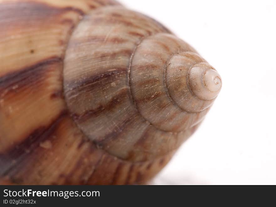 Snail macro