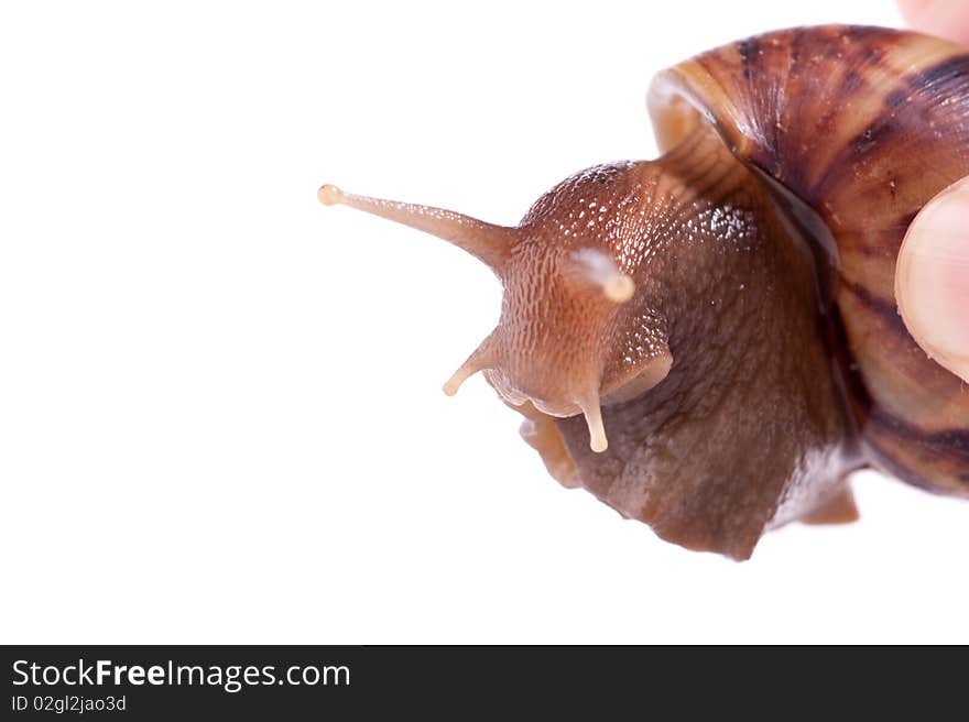 Close up shot of live snail isolated on white background. Close up shot of live snail isolated on white background