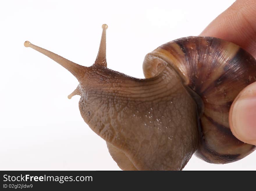 Close up shot of live snail isolated on white background. Close up shot of live snail isolated on white background