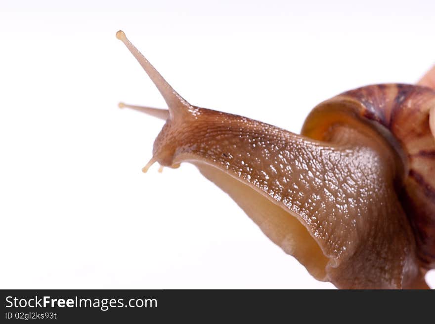 Snail macro