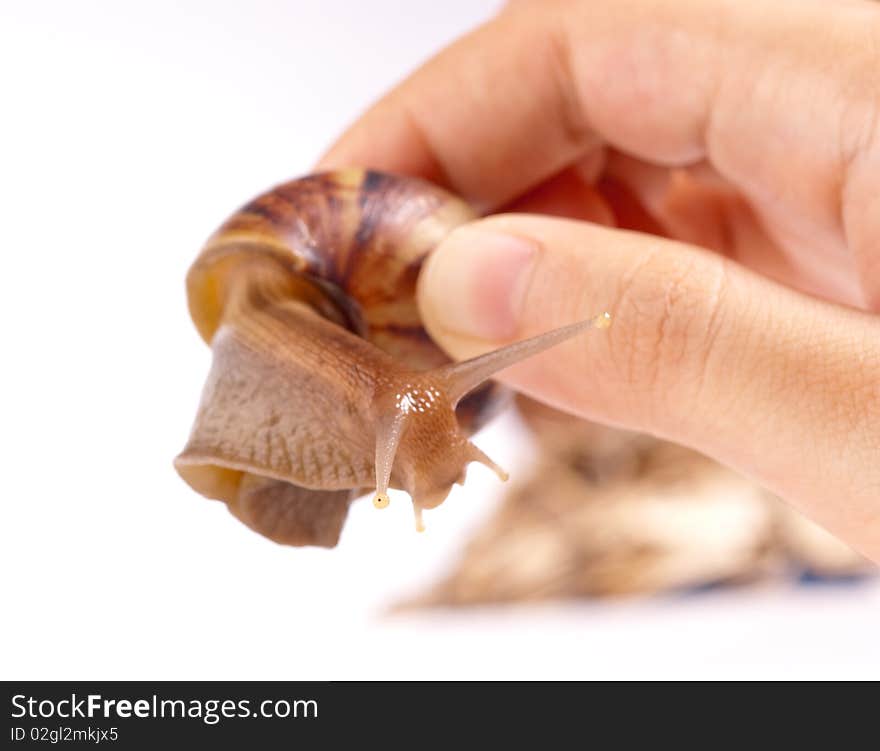 Close up shot of live snail isolated on white background. Close up shot of live snail isolated on white background