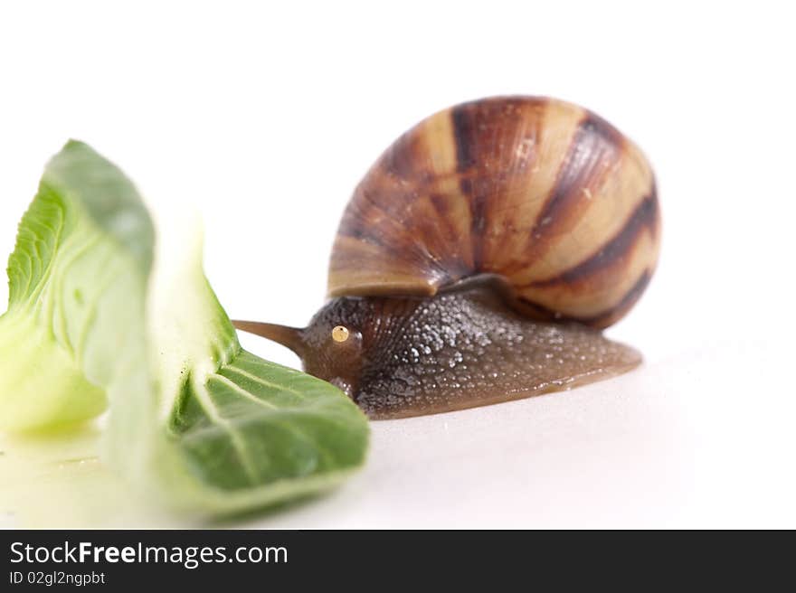 Close up shot of live snail isolated on white background. Close up shot of live snail isolated on white background