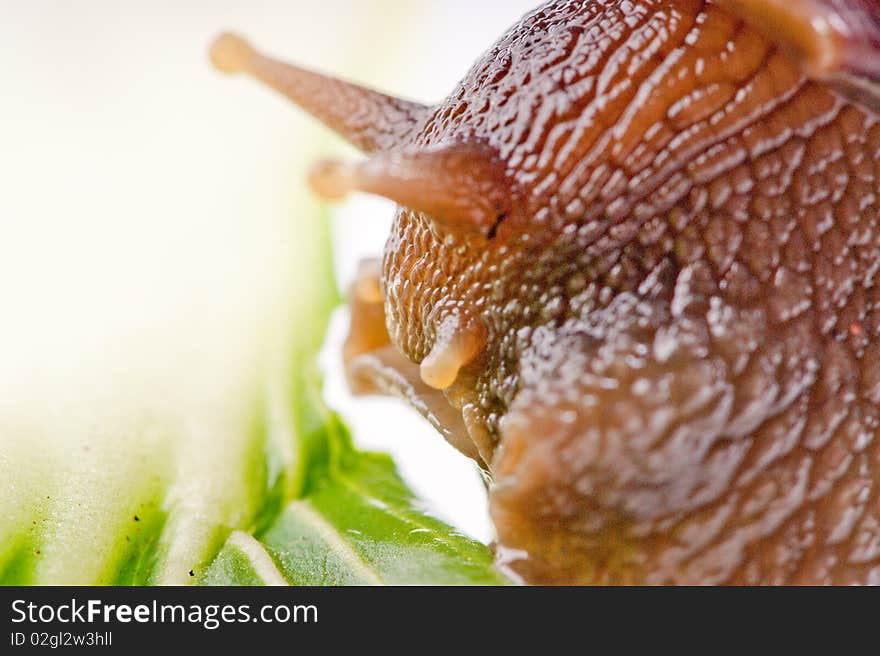 Close up shot of live snail isolated on white background. Close up shot of live snail isolated on white background