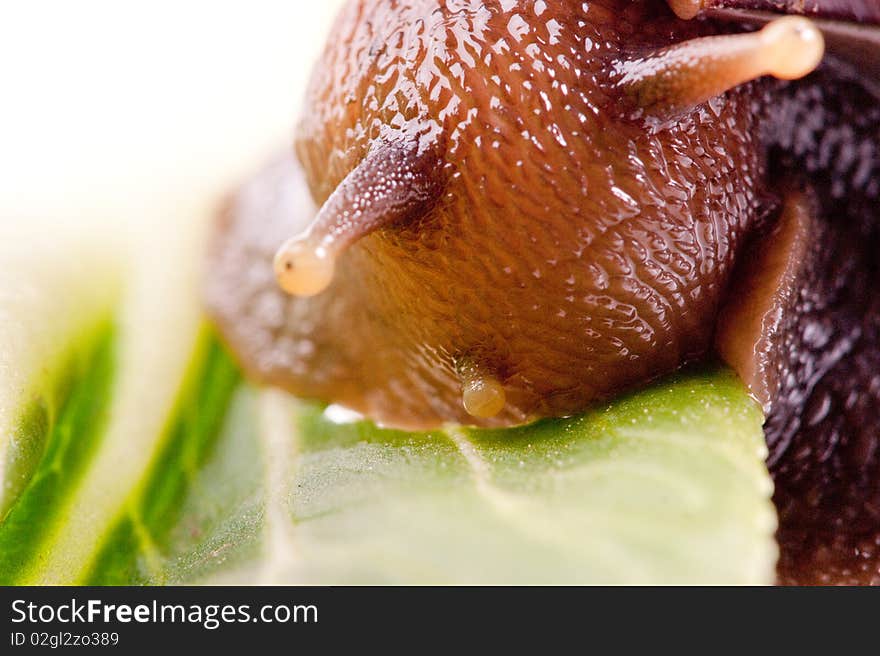 Close up shot of live snail isolated on white background. Close up shot of live snail isolated on white background