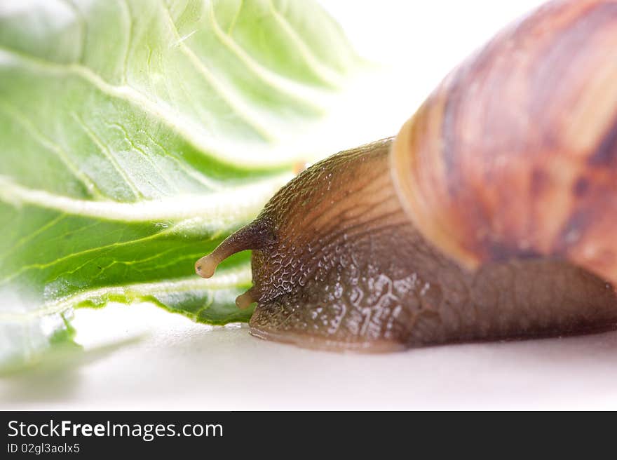 Snail macro