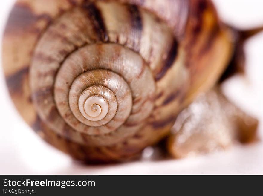 Close up shot of live snail isolated on white background. Close up shot of live snail isolated on white background