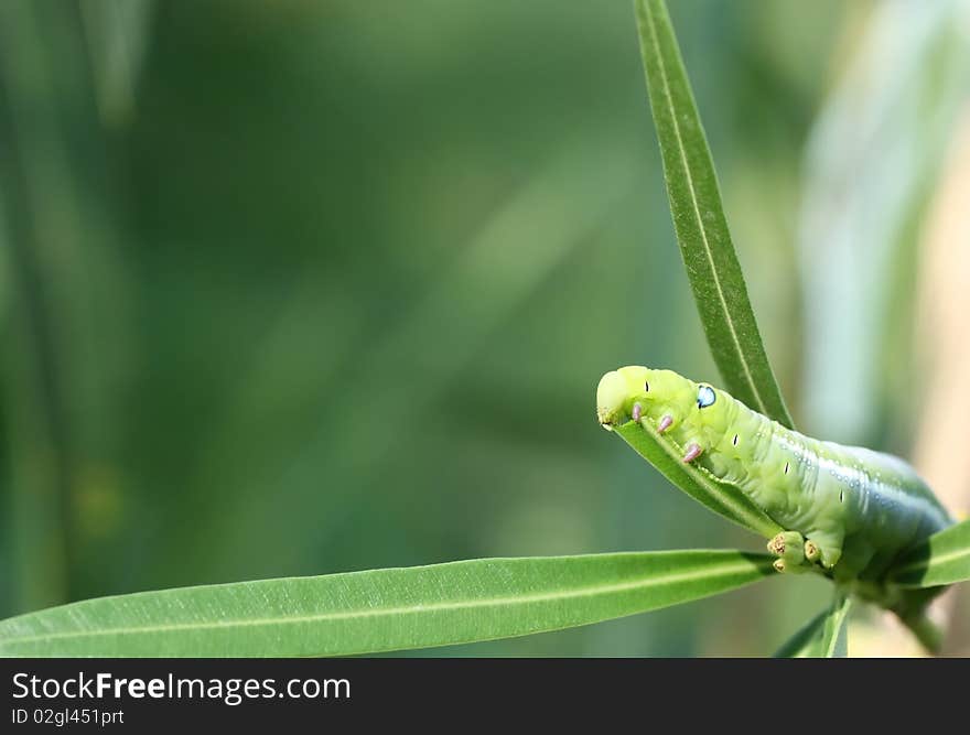 Breakfast was green leaf worm