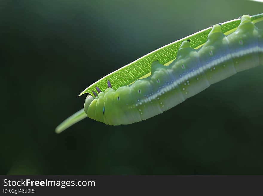 Green leaf eating worms as food. Green leaf eating worms as food