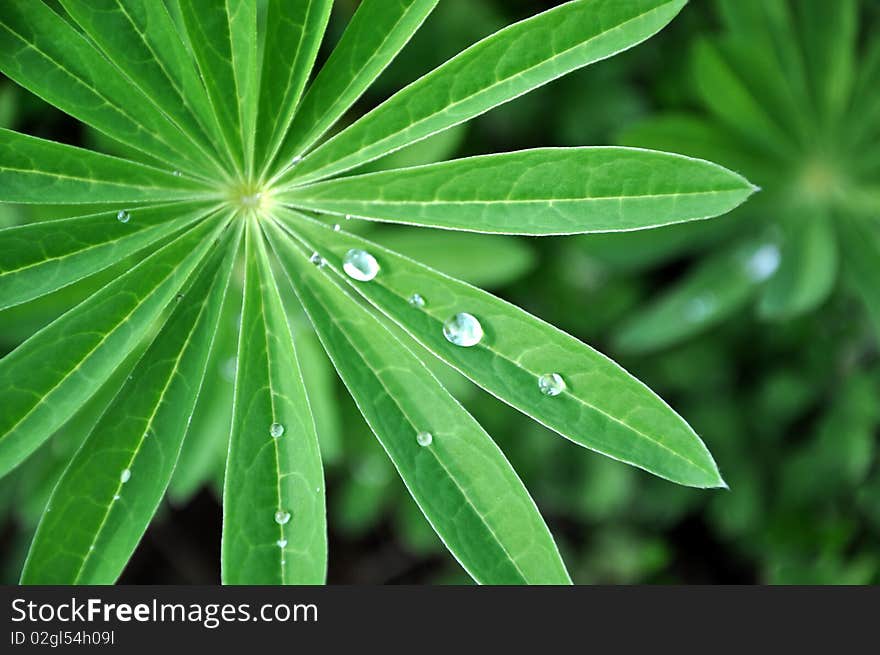 Water drops on a plalm form leaf