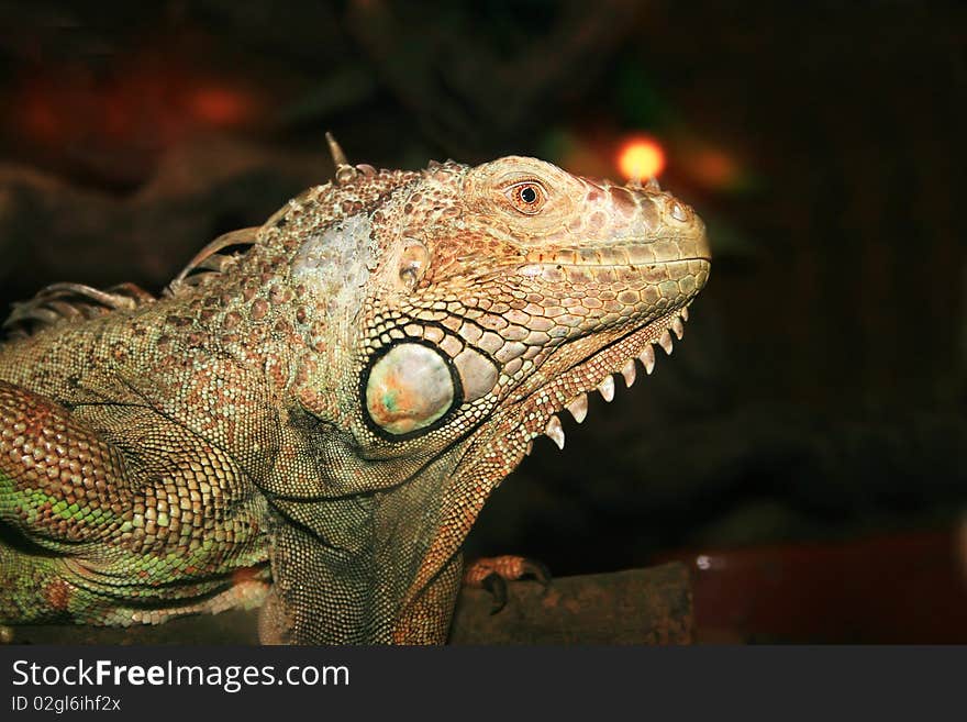 Iguana close up picture on dark background.