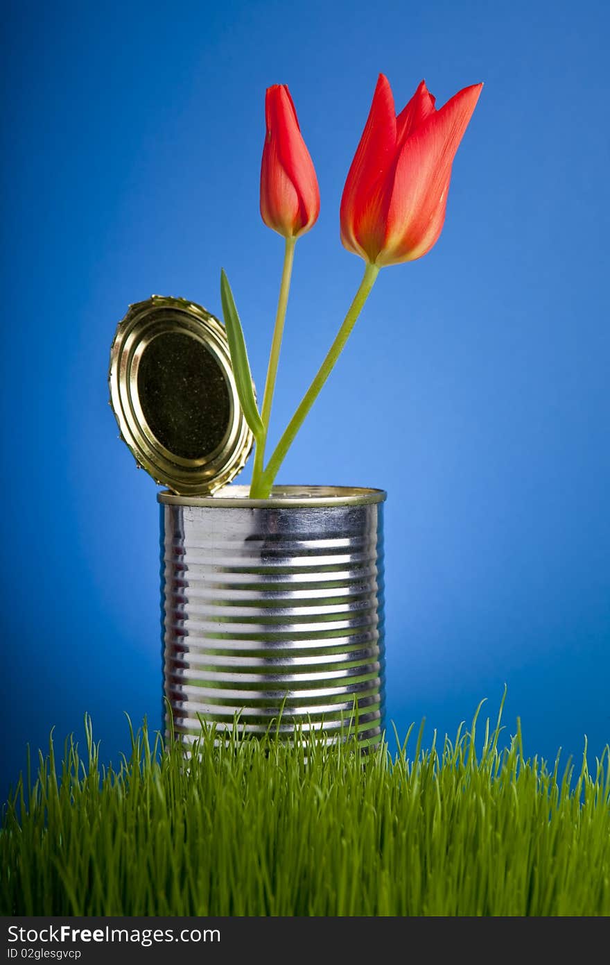 Red tulip, growing in tin can