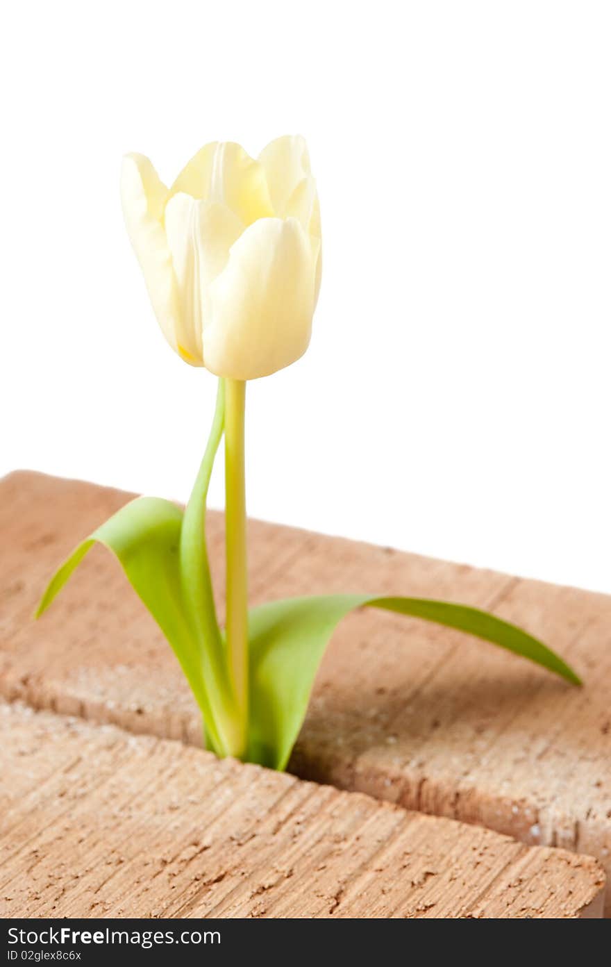 Tulip Growing Between Two Bricks. Isolated.