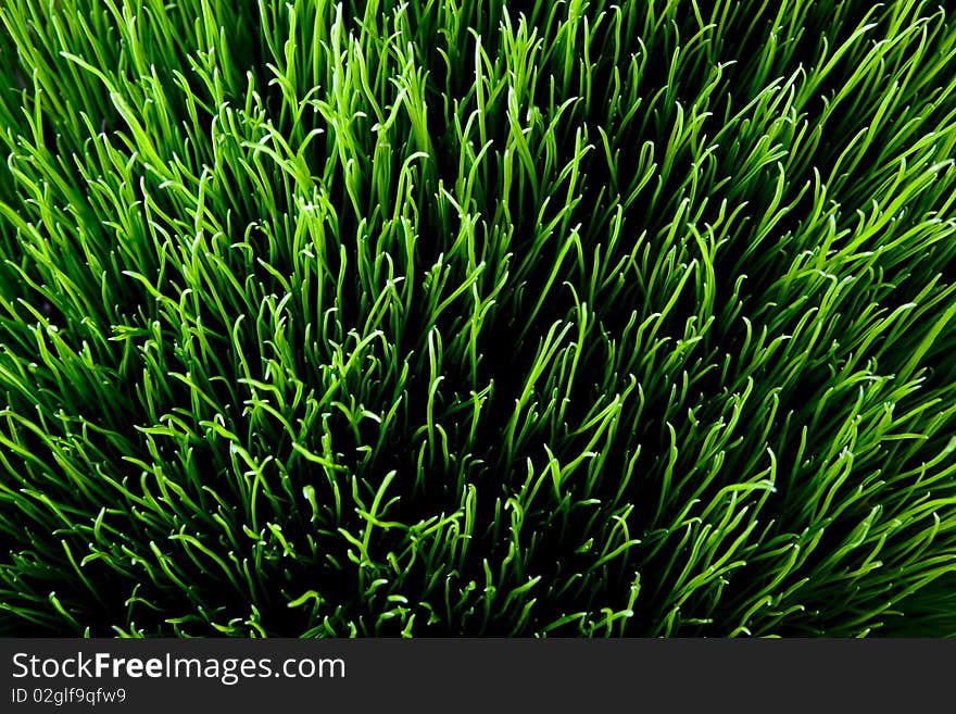 Sunny grass. top down view detailed texture