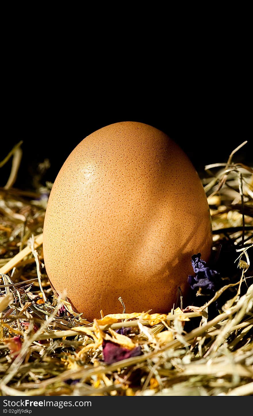 Organic Egg