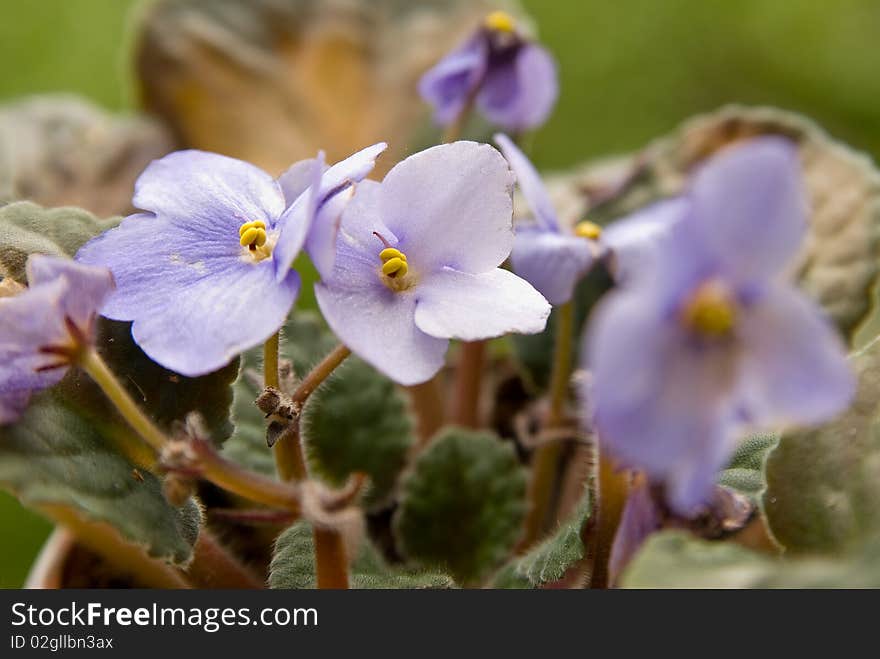 Blue Flower