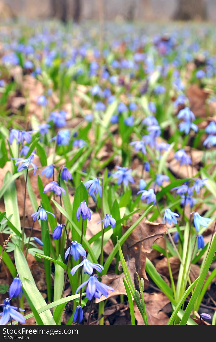 Forest flowers in a wild nature. Blue snowdrops clearing in the forest - vertical photograph