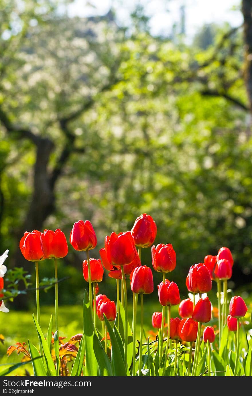 Red tulips in the garden