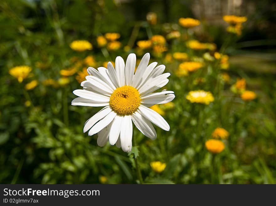 Close Up of flower on a spring meadow. Close Up of flower on a spring meadow