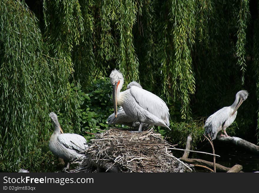 Pelican In The Zoo-garden Berlin