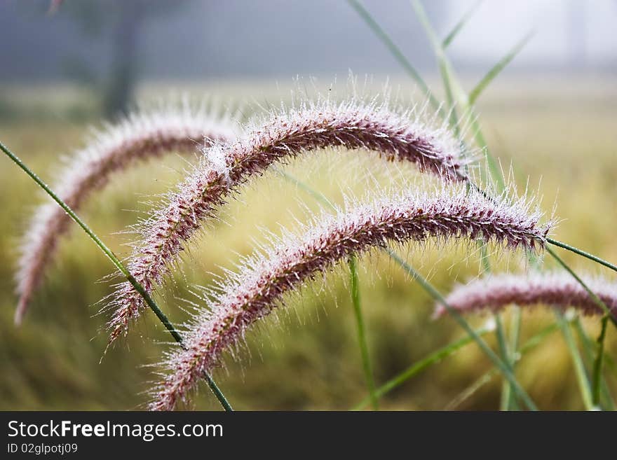 Beautiful grass