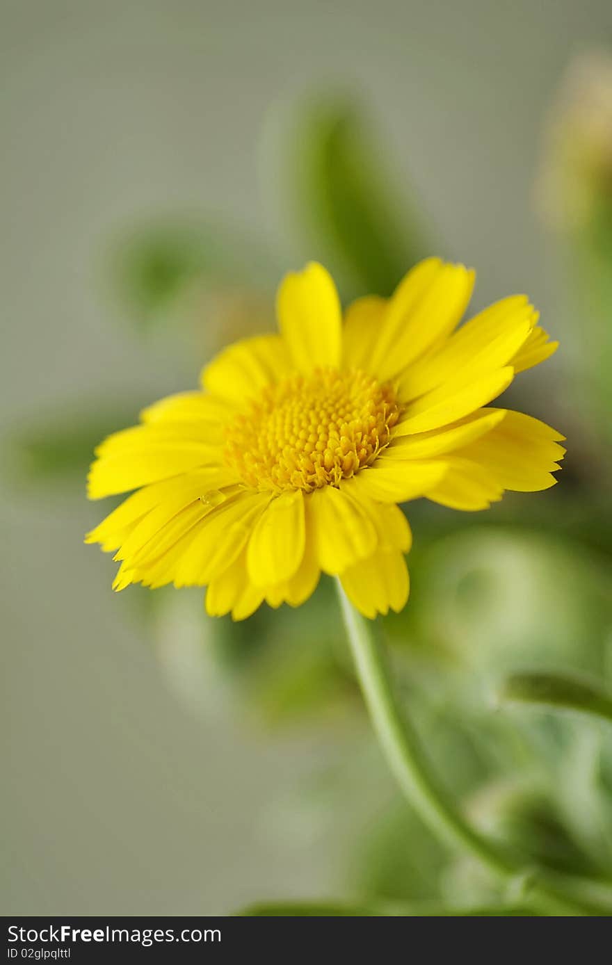 Amazing closeup of beautiful yellow flower