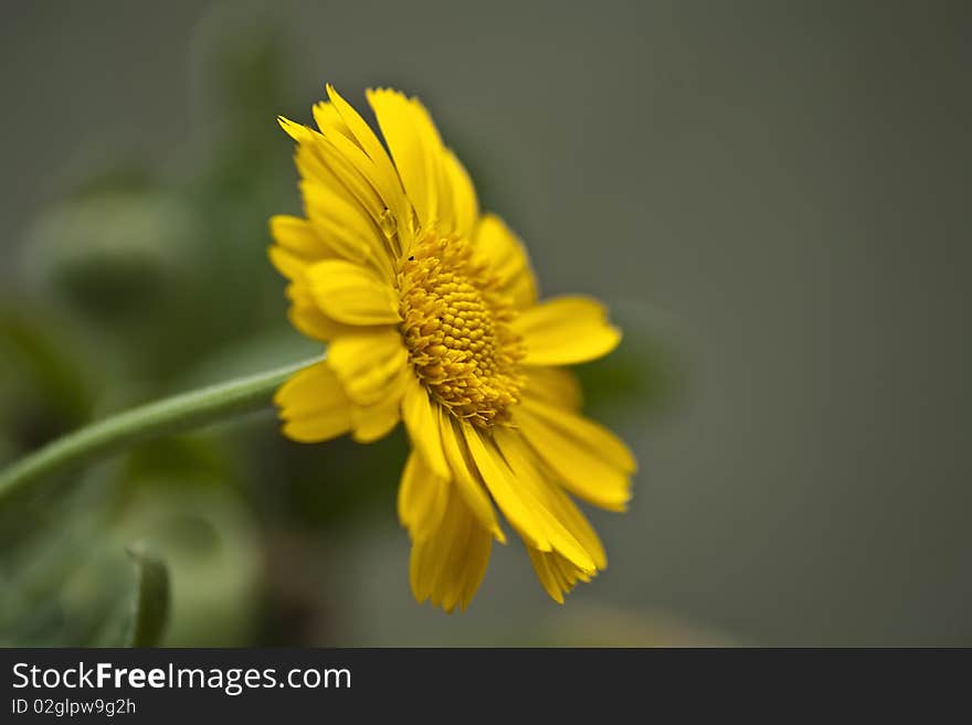 Amazing closeup of beautiful yellow flower