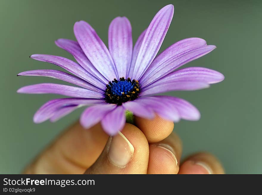 Holding a flower