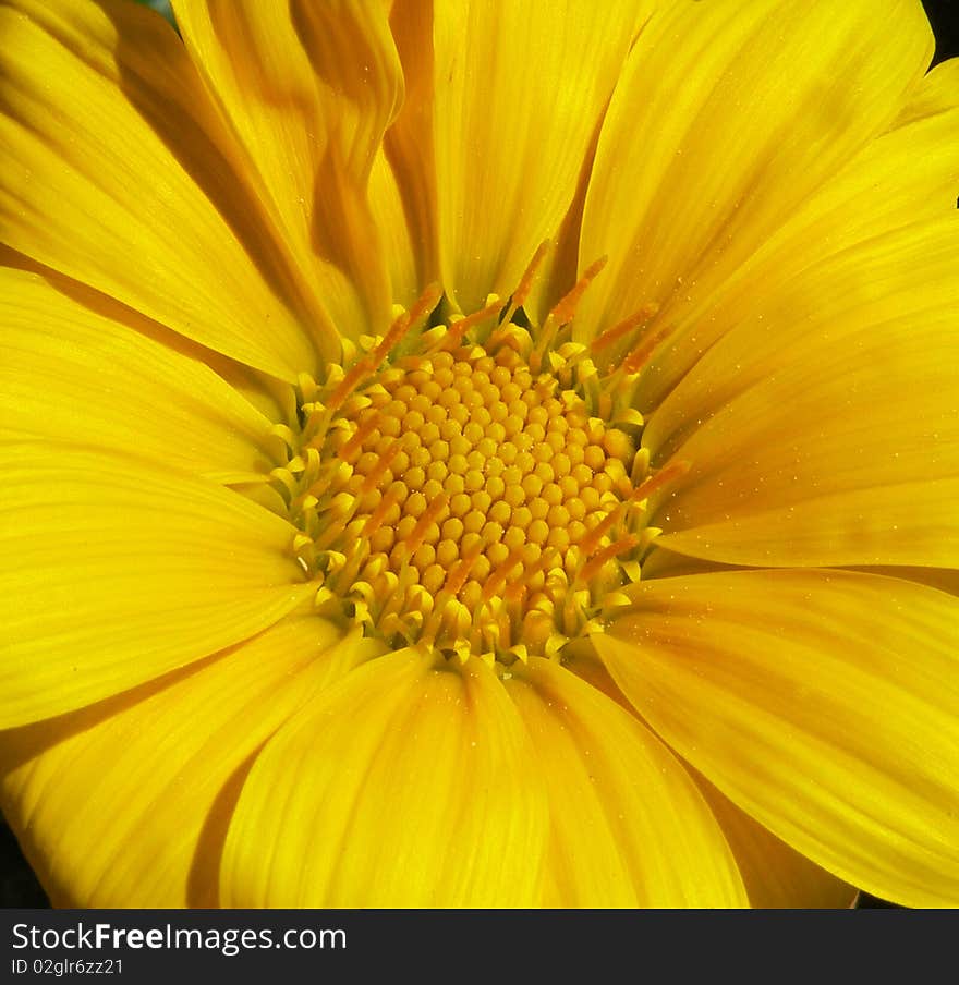 A close-up on a yellow gazania