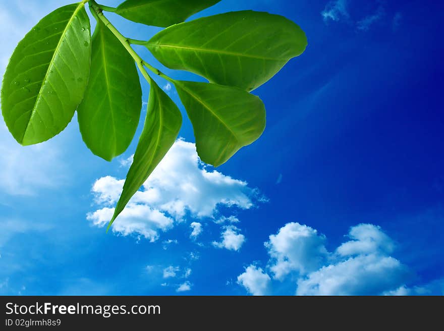 Fresh, green leaves isolated on sky background. Fresh, green leaves isolated on sky background